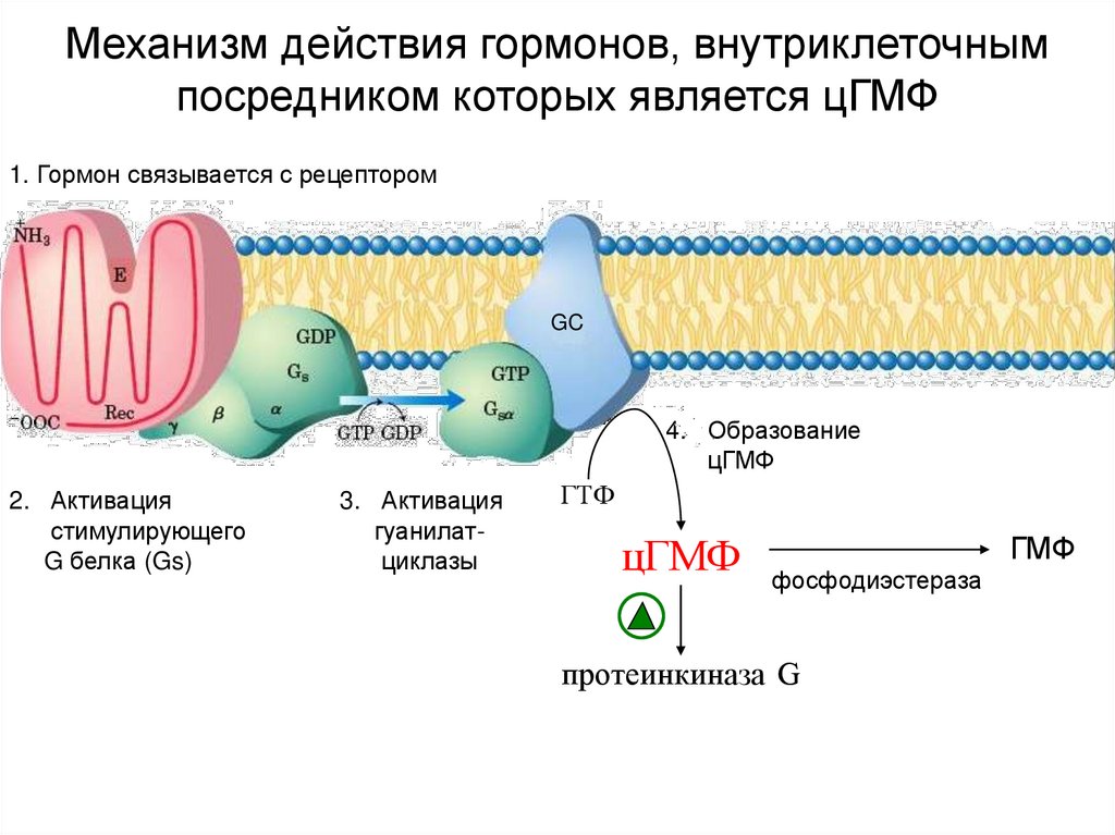 Механизм действия гормонов, внутриклеточным посредником которых является цГМФ