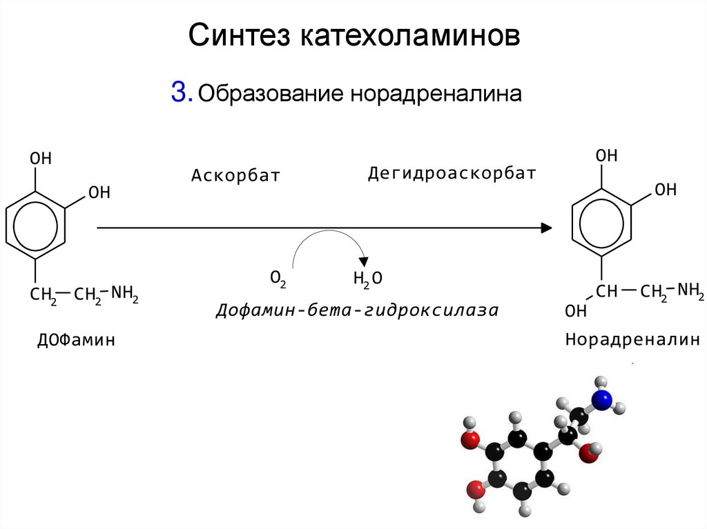 Синтез катехоламинов