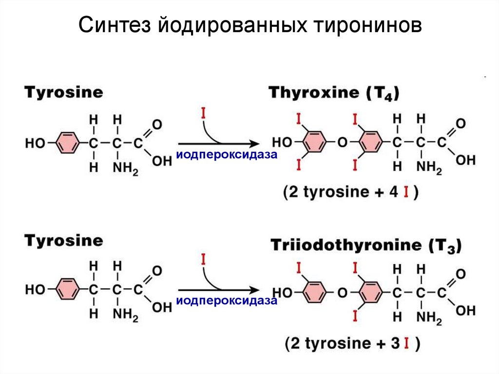Синтез йодированных тиронинов