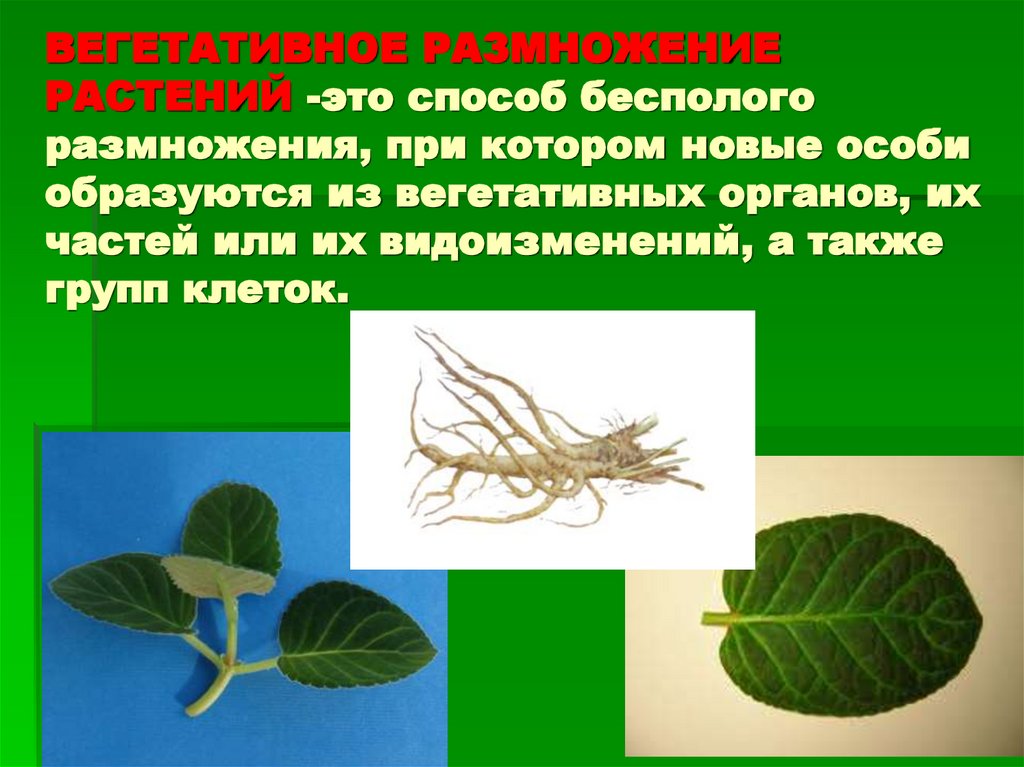 Лист орган вегетативного размножения