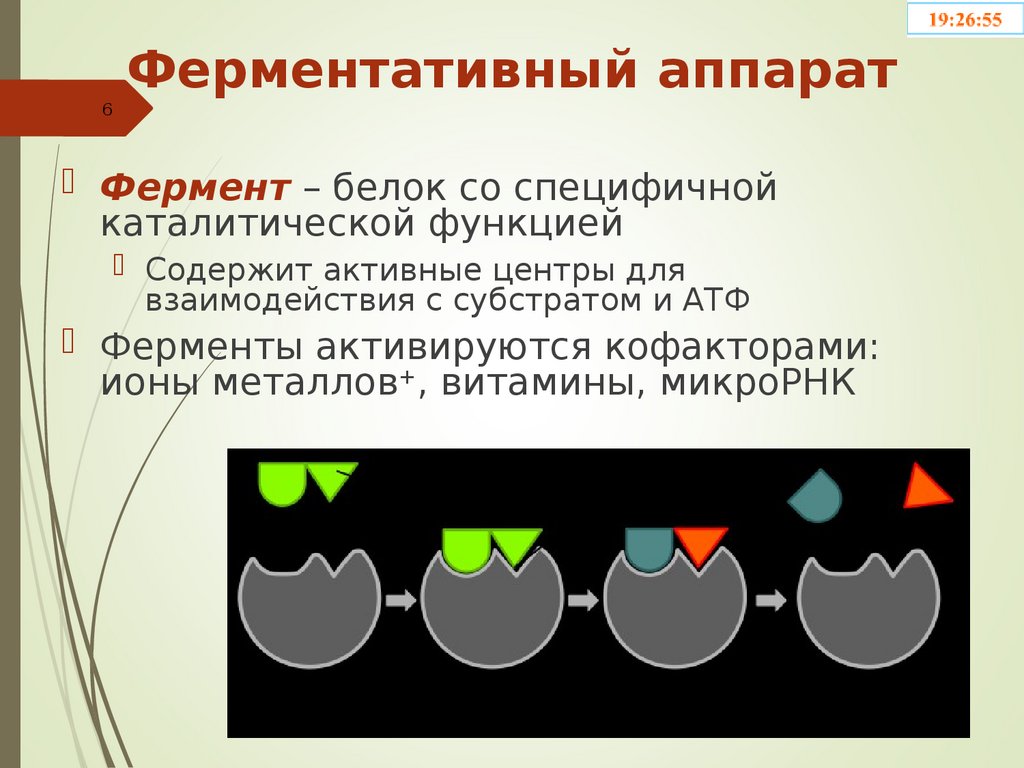 Компартментализация клетки презентация