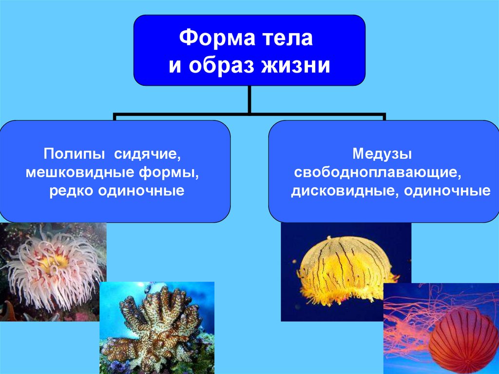 Многообразие кишечнополостных 7 класс биология. Формы жизни кишечнополостных. Органы зрения у кишечнополостных. Кишечнополостные названия.