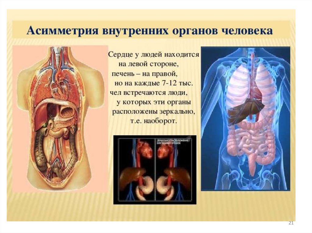 Человеческая сторона человека. Расположение органов у человека. Асимметрия внутренних органов человека. Внутренние органы сердце. Человеческие органы расположение.