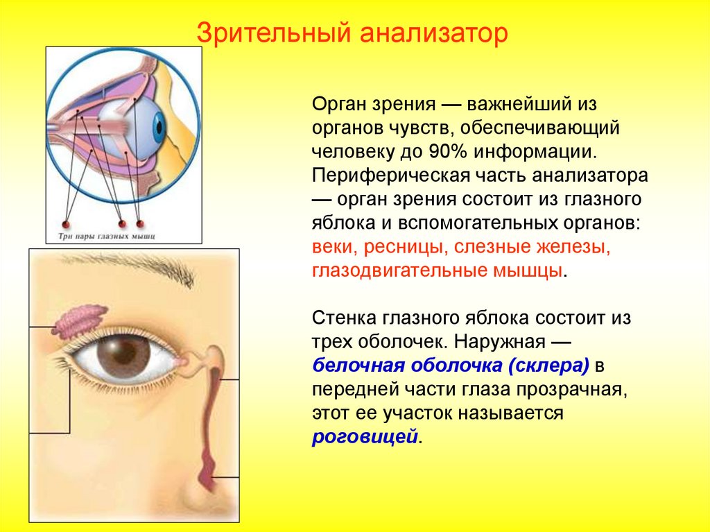 Проверочная работа анализаторы органы чувств. Периферическая часть зрения анализатора. Орган зрения. Органы чувств орган зрения. Орган зрения и зрительный анализатор.