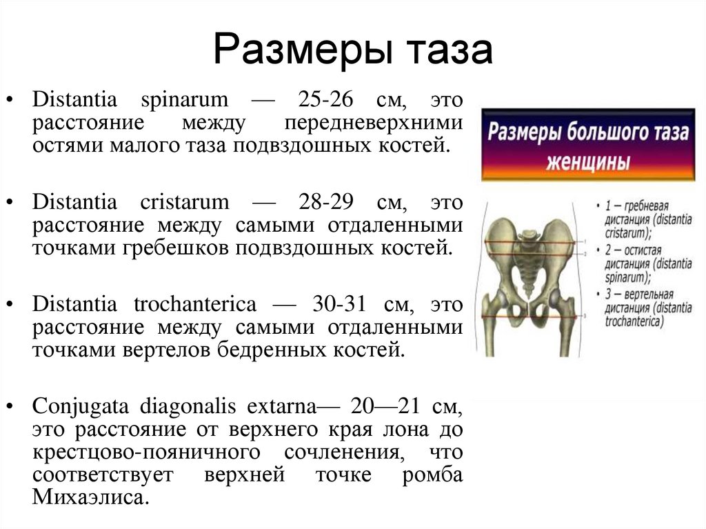 Размеры таза