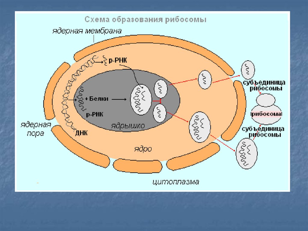 Субъединицы рибосом образуются в. Схема образования рибосом в клетке. Строение рибосом эукариотических клеток. Формирование рибосом в клетках эукариот. Образование субъединиц рибосом.