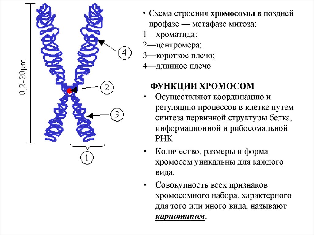 Внутреннее строение хромосом