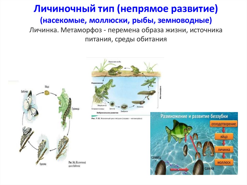 У рыбы прямое или непрямое развитие. Личиночный Тип развития. Непрямой Тип развития. Личиночный Тип онтогенеза. Личиночный Тип онтогенеза у рыб.