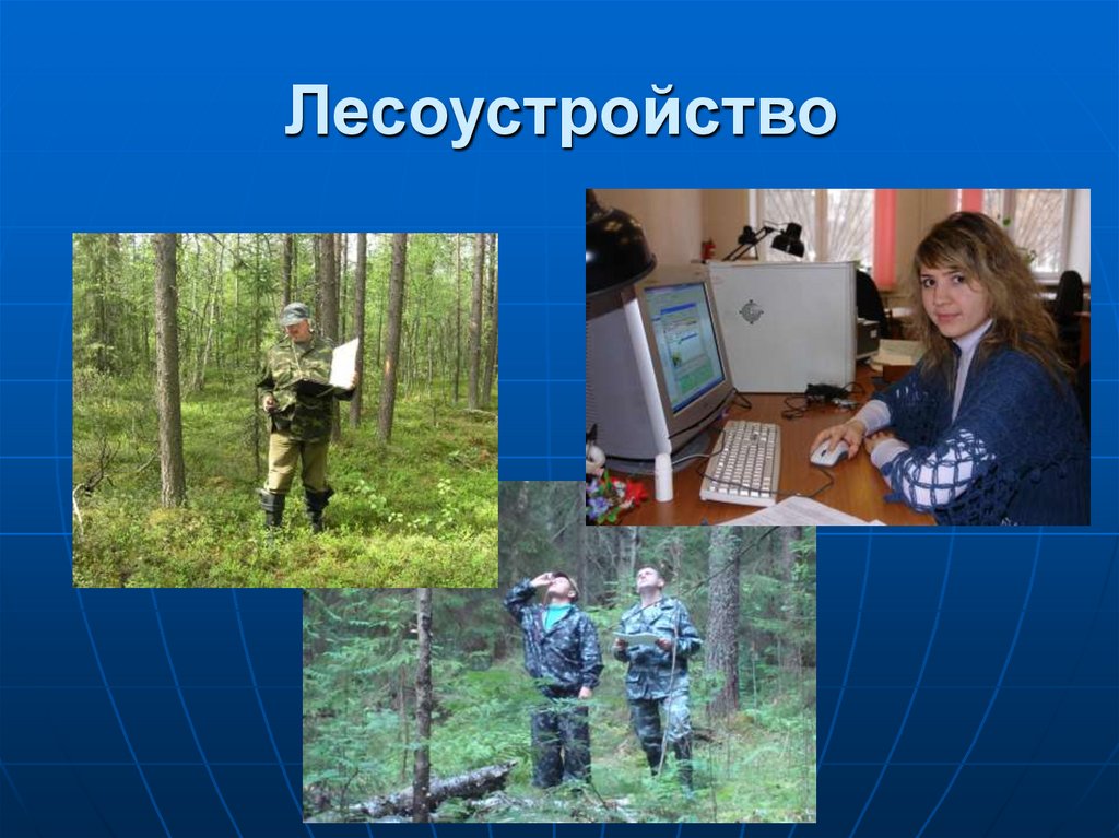 Лесоустройство