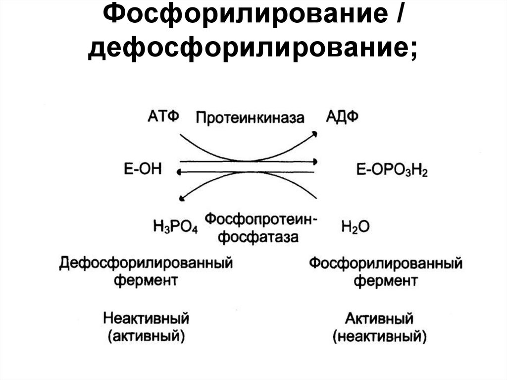 Регуляция активности ферментов ковалентная модификация. Схема реакции фосфорилирования фермента. Регуляция ферментов путем фосфорилирования и дефосфорилирования. Схема фосфорилирования белков. Фосфорилирование белков схема реакции.