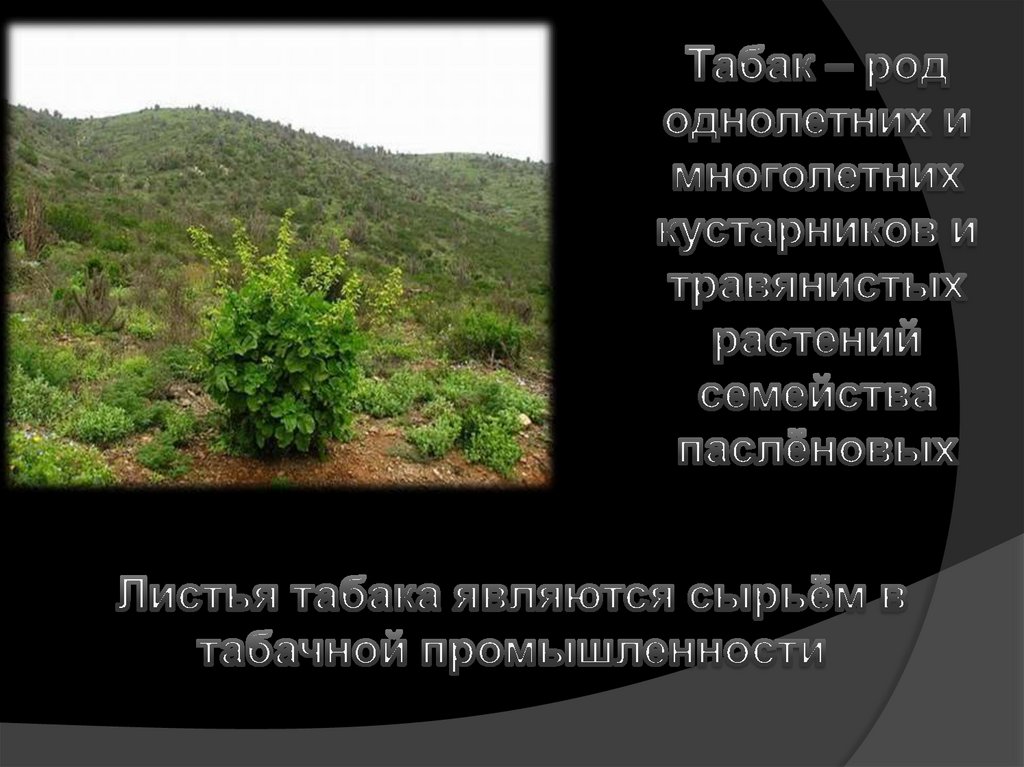 Скажи курению "нет"! - презентация онлайн