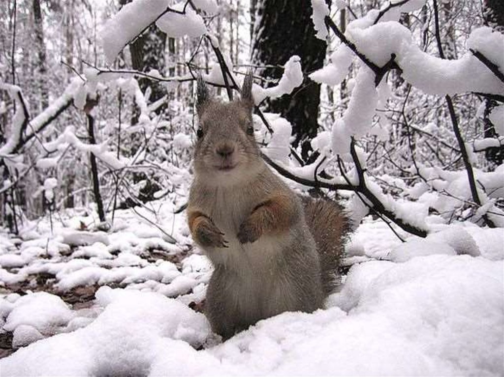 День сброса зимней шкурки. Заяц в зимнем лесу. Доброго утра животные в лесу зимой. Доброе утро зайцы в зимнем лесу. Зима лес животные с добрым утром.