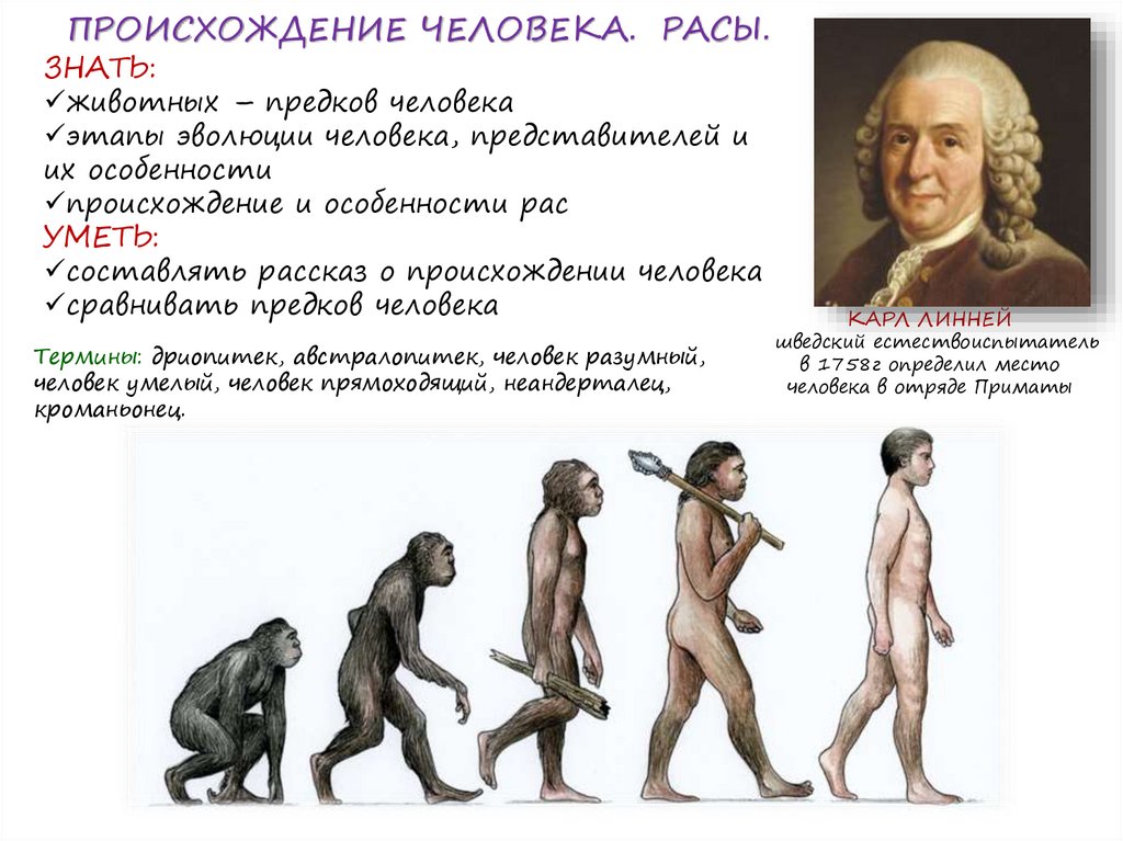 Эволюционное происхождение человека презентация 9 класс пономарева. Происхождение человека. Происхождение рас человека. Расы человечества. Схема происхождения человека.