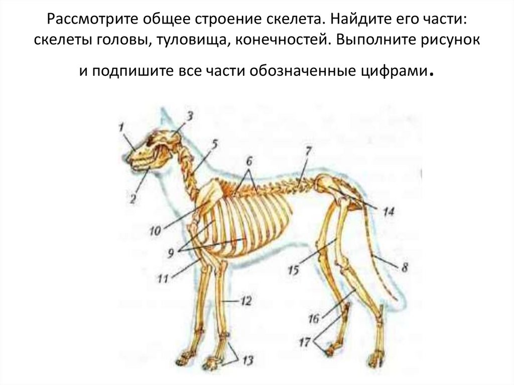 Лабораторная работа скелет млекопитающих. Скелет млекопитающих. Скелет млекопитающих кролик. Строение скелета млекопитающих. Принцип строения скелета животных.