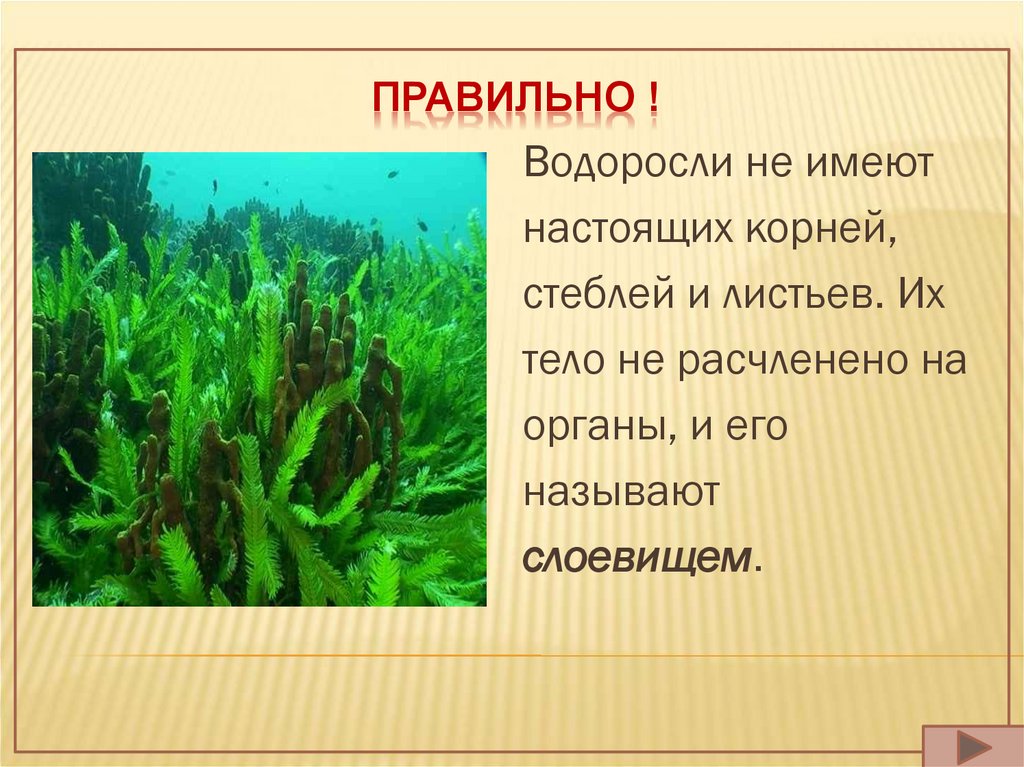 Водоросли имеют корни. Водоросли не имеют. Водоросли это растения. Водоросли имеют стебель.