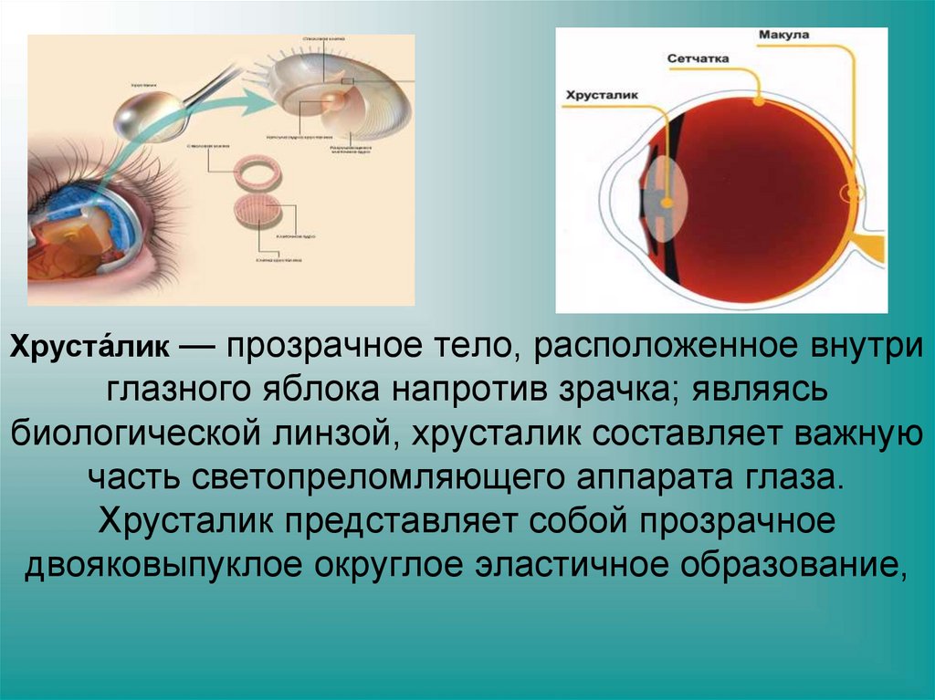 Хруста́лик — прозрачное тело, расположенное внутри глазного яблока напротив зрачка; являясь биологической линзой, хрусталик
