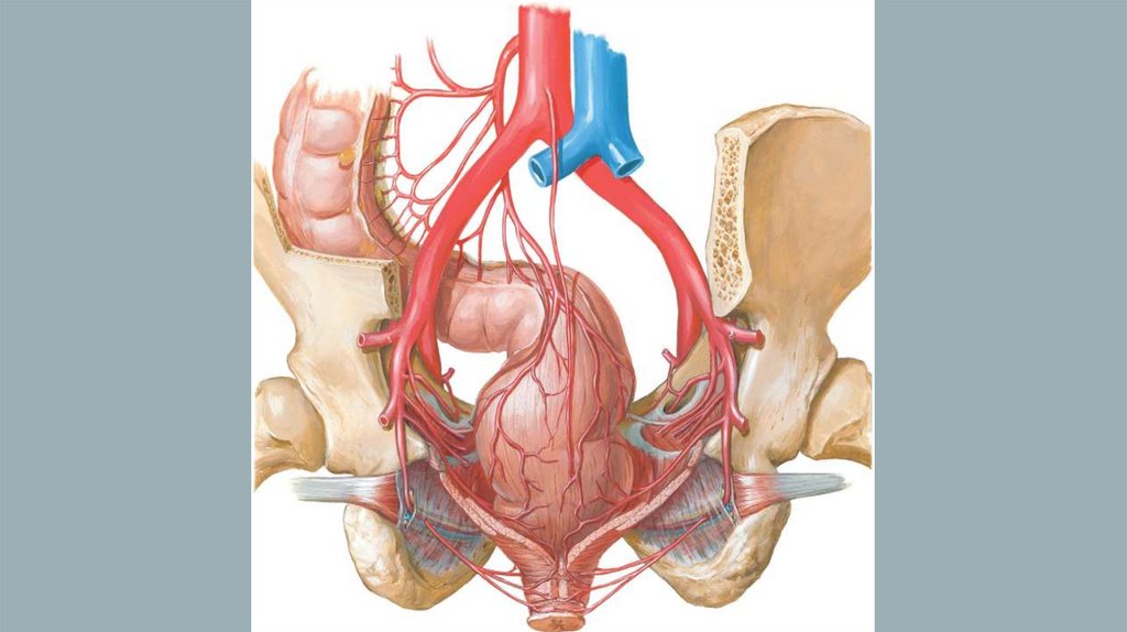 Вены таза женщины форум. Нижняя прямокишечная артерия. Верхняя прямокишечная артерия топография. Прямокишечные вены анатомия. Среднепрямокишечная артерия.