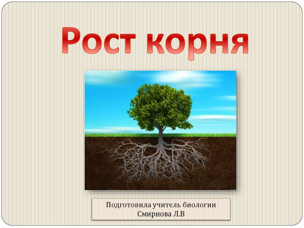 Рост растений в длину обеспечивает. Рост корня. Рост корня и стебля в толщину. Рост корня в длину обеспечивает. Рост корня в толщину происходит за счет.