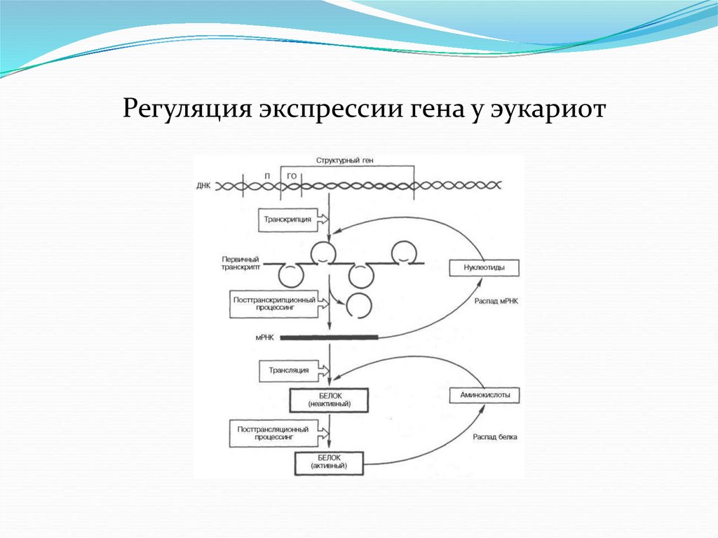 Ментальная карта суть процесса регуляции транскрипции