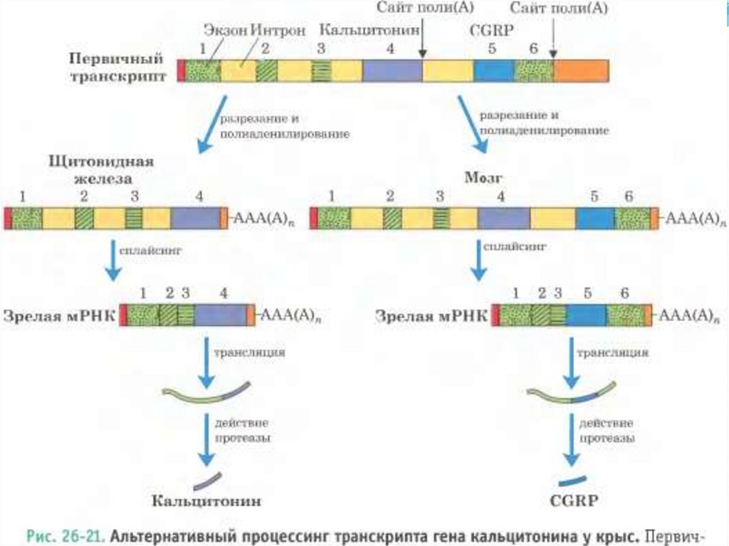 Рнк сайт. Схема альтернативного сплайсинга МРНК кальцитонина. Процессинг МРНК схема. Альтернативный сплайсинг РНК схема. Интроны экзоны сплайсинг.