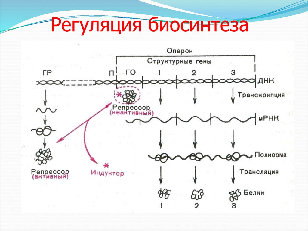 Биосинтез гена. Репликация репарация транскрипция трансляция. Репликация транскрипция трансляция таблица. Регуляция биосинтеза. Матричные синтеезы репликация.