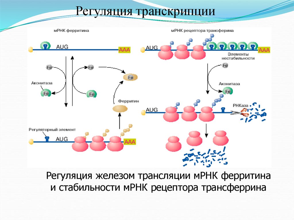 Биосинтез гена. Регуляция синтеза белков на уровне трансляции. Суть регуляции транскрипции и трансляции схема. Регуляция железом трансляции МРНК ферритина схема. Регуляция железом трансляции белка ферритина.