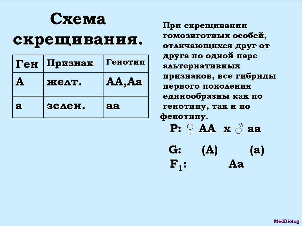 Закон расщепления признаков. Два признака расщепление. Полигенное скрещивание задачи. Моно и полигенное наследование.