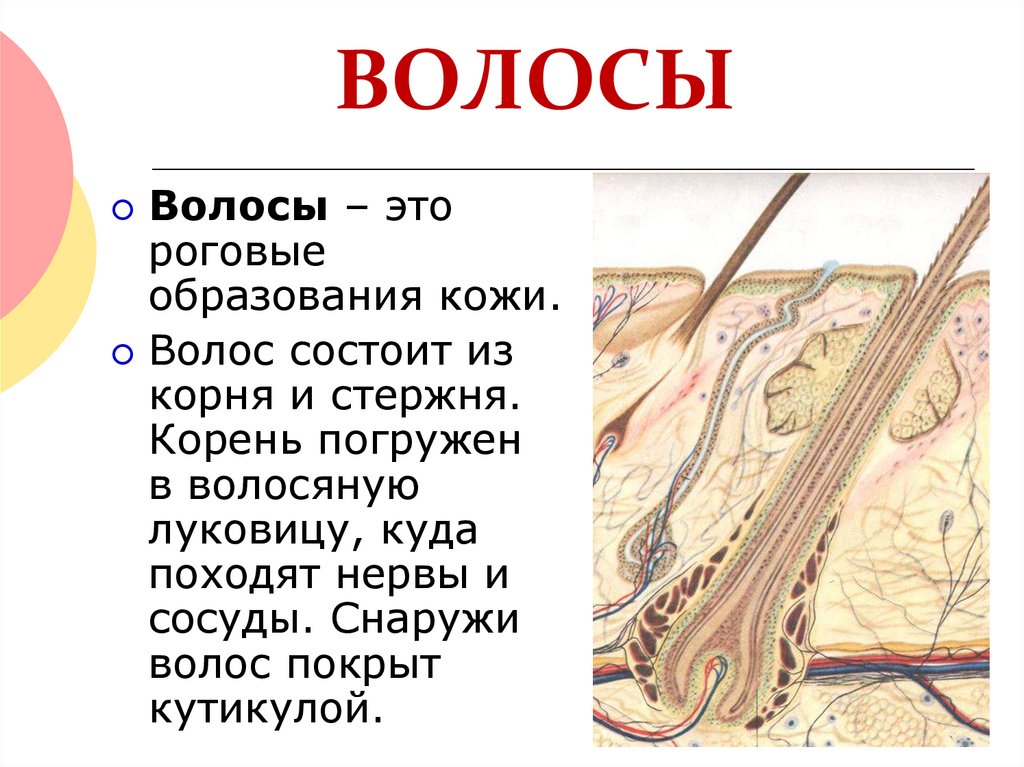 Что означает кожа. Кожа и ее строение. Значение кожи и ее строение. Презентация значение кожи и ее строение. Значение кожи.