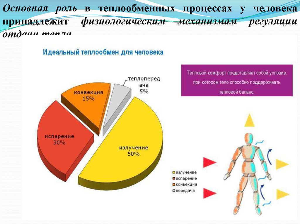 Теплообмен в жизни человека. Идеальный теплообмен для человека. Теплоотдача организма человека. Состояние теплового комфорта в организме человека. Тепловыделения человека.