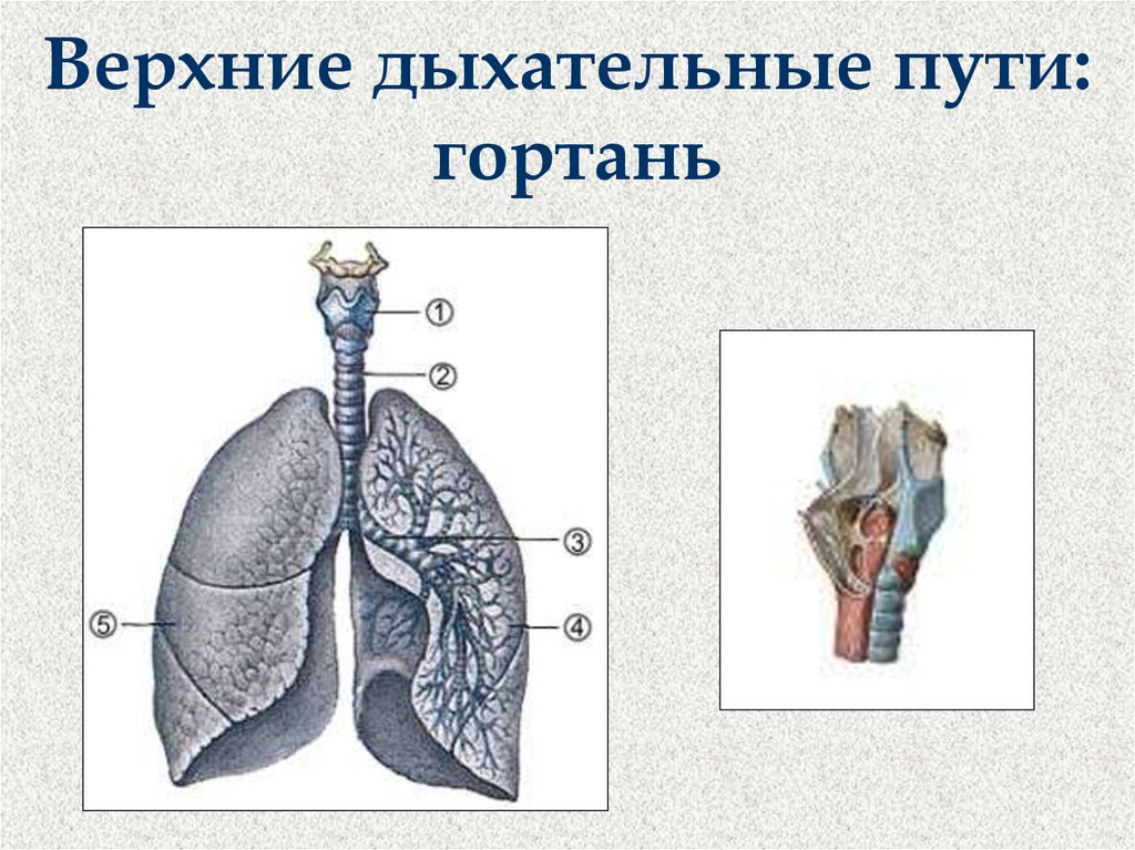 Функции гортани в дыхательной. Верхние и нижние дыхательные пути схема. Дыхательная система человека гортань анатомия. Строение системы органов дыхания человека. Нижние дыхательные пути гортань.
