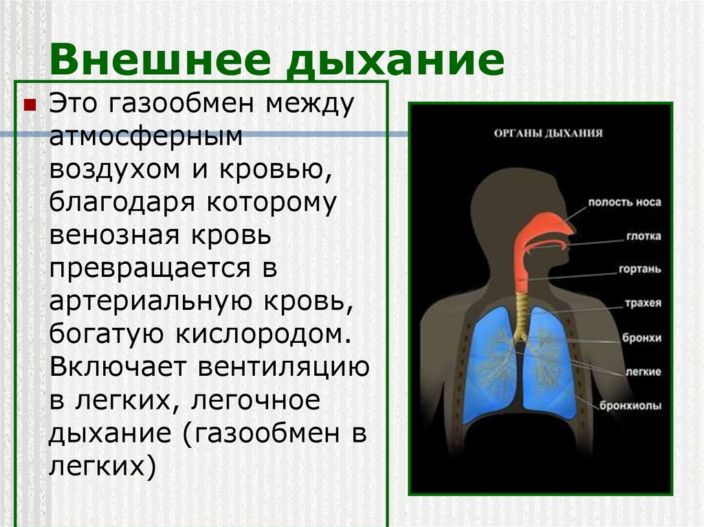 При вдохе воздух проходит через. Процесс внешнего дыхания. Внешнее дыхание. Внешнее дыхание человека. Презентация на тему дыхательная система.