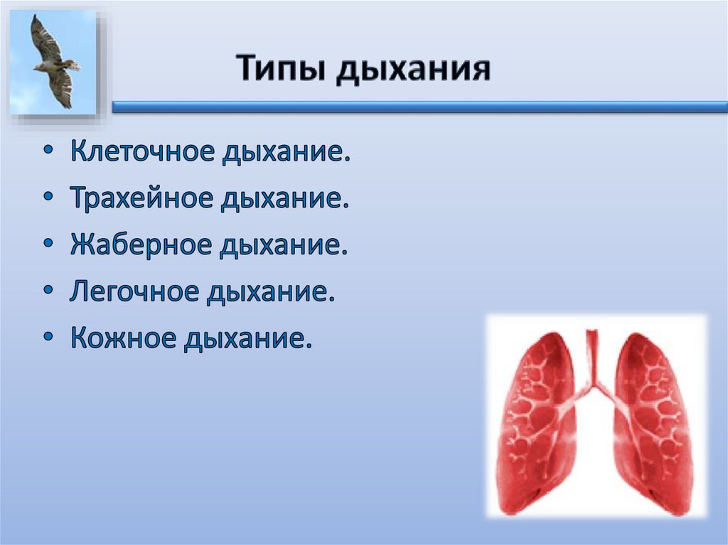 Дыхание животных - презентация онлайн