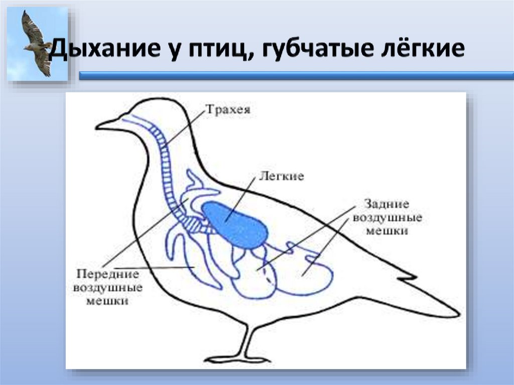 Дыхание животных - презентация онлайн
