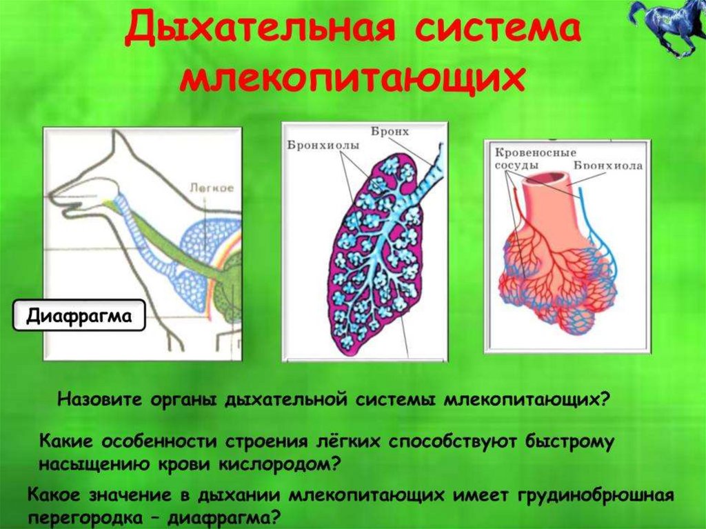 Дыхание животных - презентация онлайн