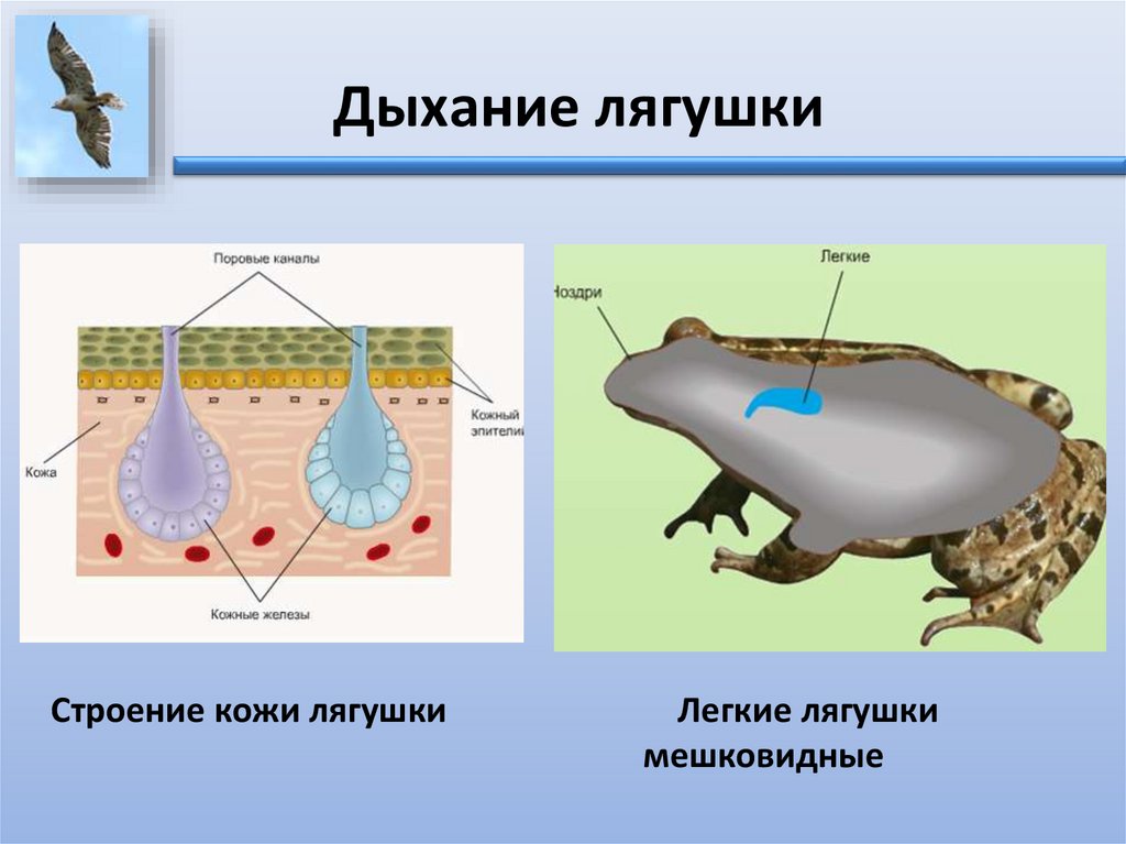 Дыхание животных - презентация онлайн