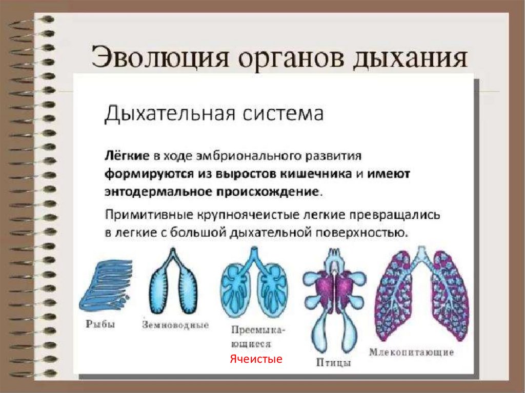 Дыхание животных - презентация онлайн