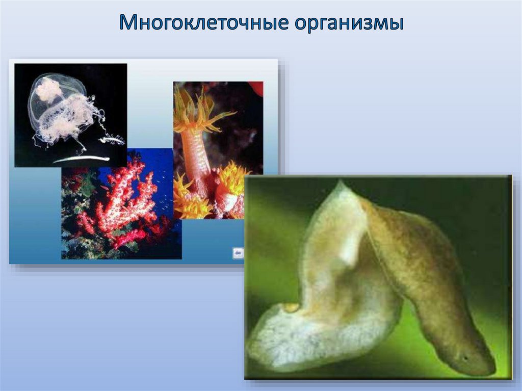 Дыхание животных - презентация онлайн