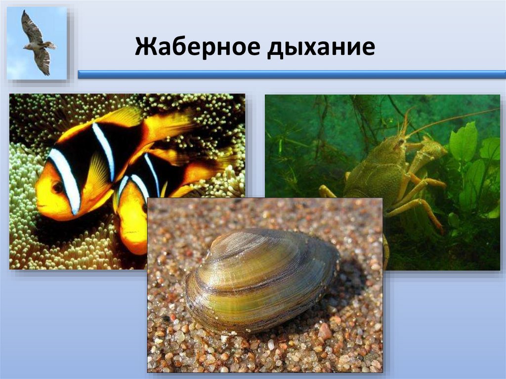 Дыхание животных - презентация онлайн