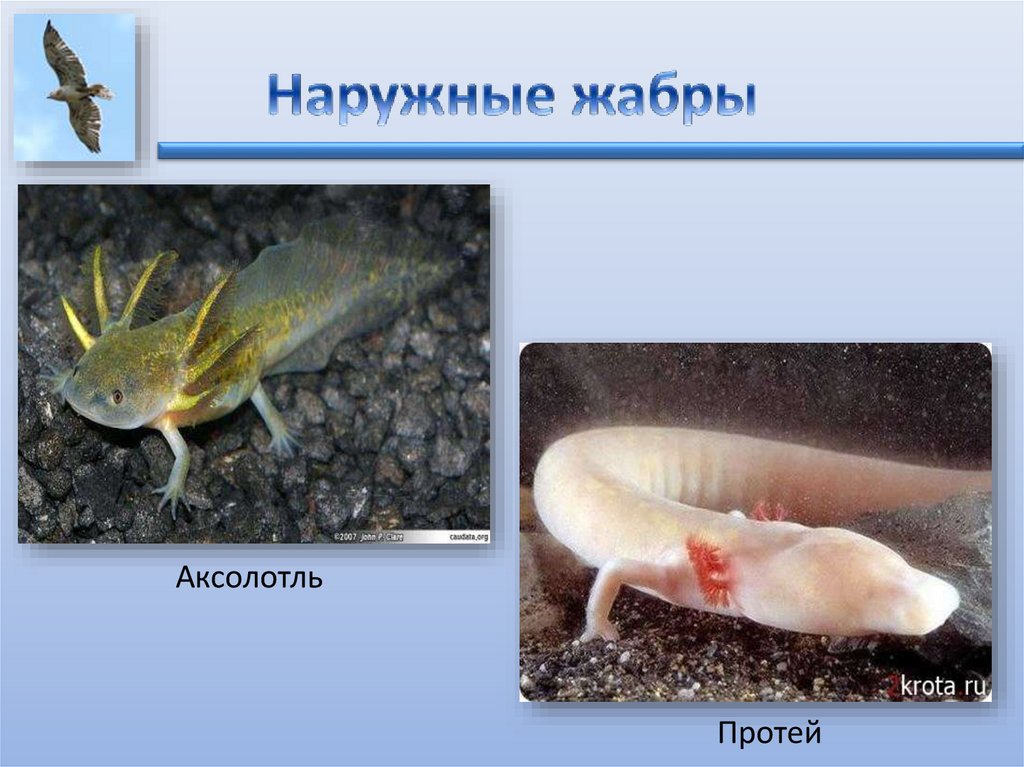 Дыхание животных - презентация онлайн