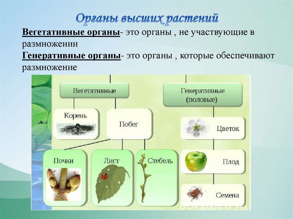 Высшие и низшие растения - презентация онлайн