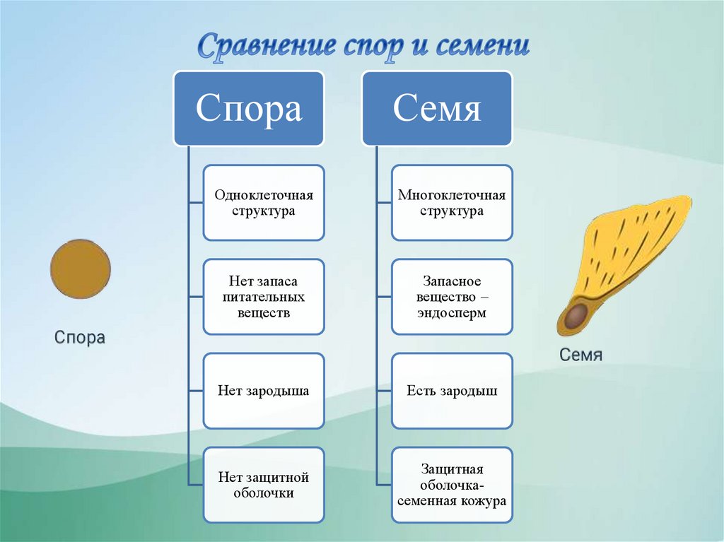 Высшие и низшие растения - презентация онлайн