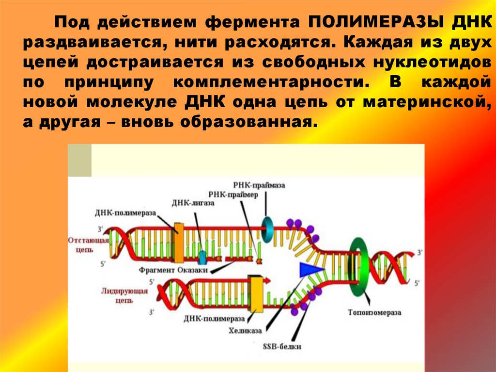 2 генетический код его свойства