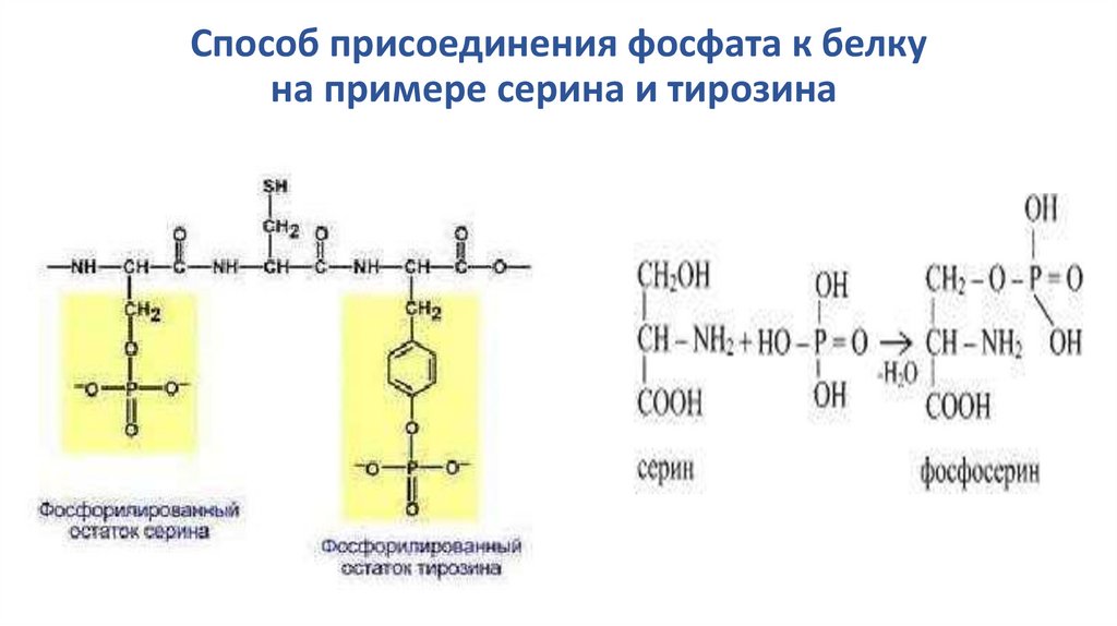 Белки сложные эфиры