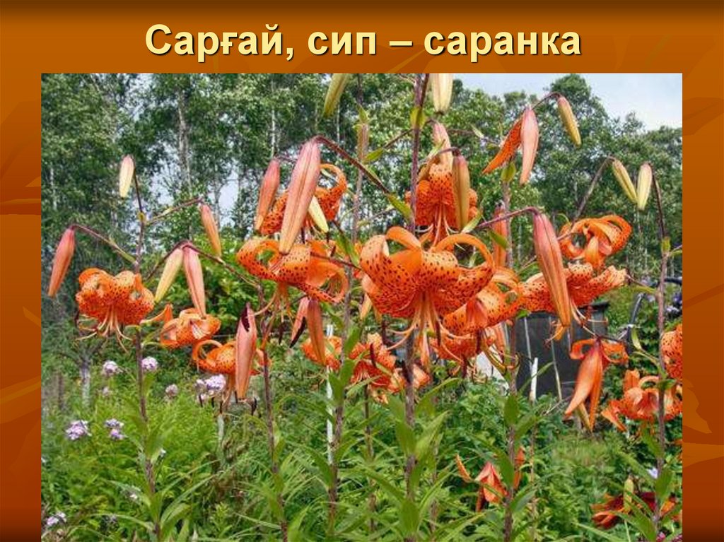Сарғай, сип – саранка