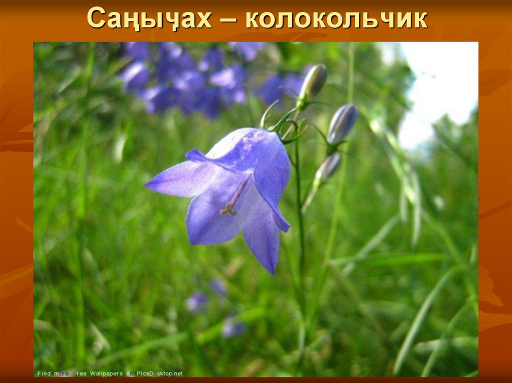 Саңыӌах – колокольчик