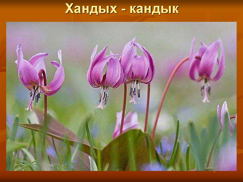 Хандых - кандык