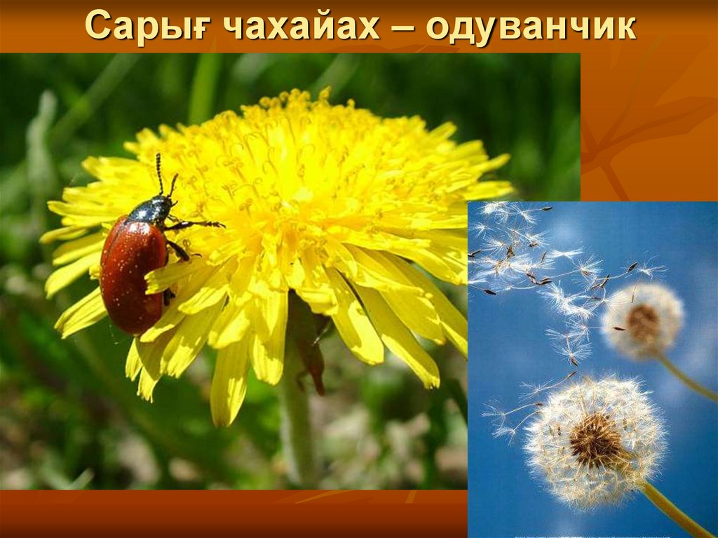 Сарығ чахайах – одуванчик