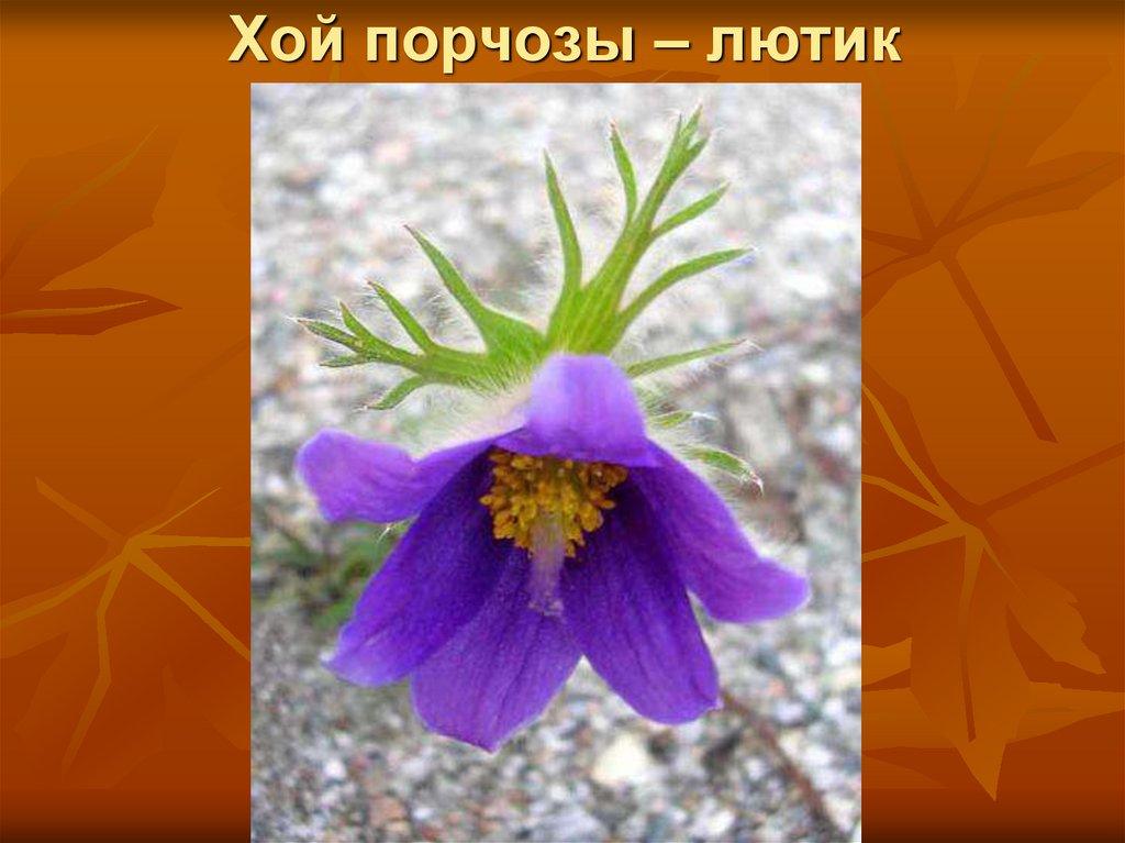 Хой порчозы – лютик