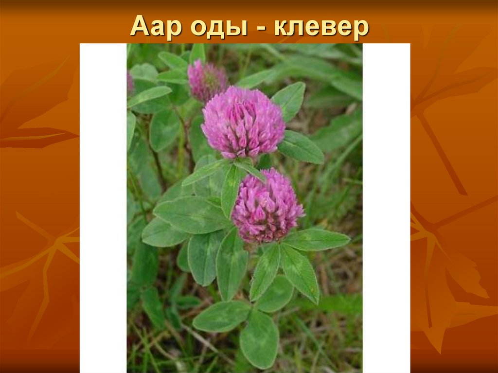 Аар оды - клевер