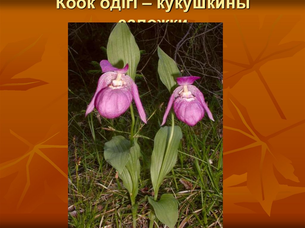 Кӧӧк ӧдігі – кукушкины сапожки